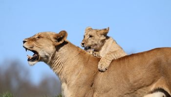 Wildlands Adventure Zoo