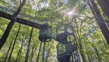 wandeling_borger_boomkroonpad_7km-01